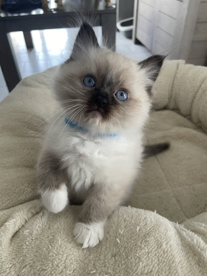 Aldo De La Croisette Mâle Ragdoll