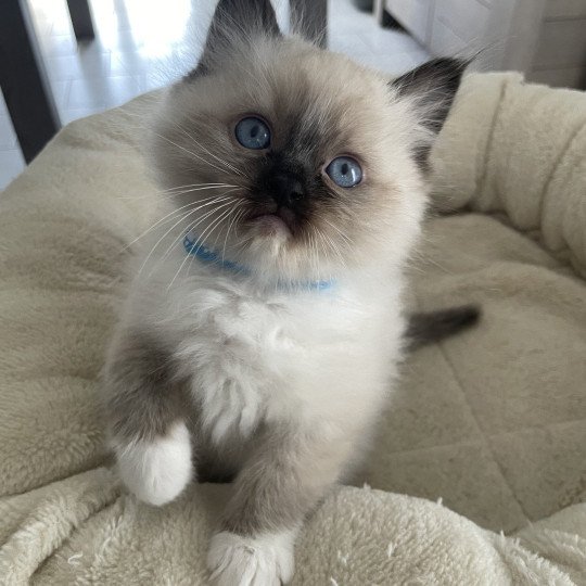 chaton Ragdoll seal point mitted bleu Les Ragdolls de la Croisette