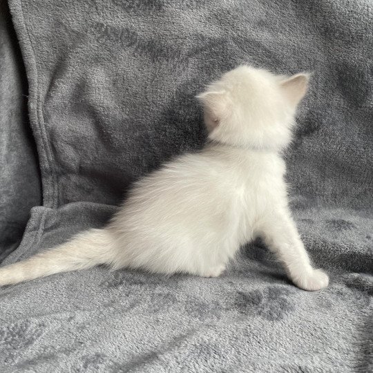 chaton Ragdoll tabby point bleu Les Ragdolls de la Croisette