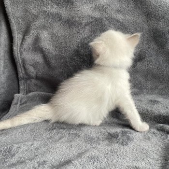 chaton Ragdoll tabby point bleu Les Ragdolls de la Croisette chaton Ragdoll tabby point bleu Les Ragdolls de la Croisette