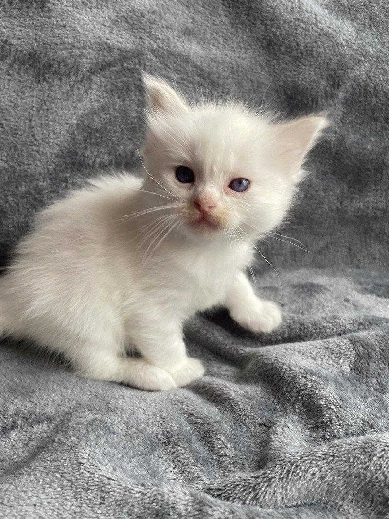 Anna De La Croisette Femelle Ragdoll