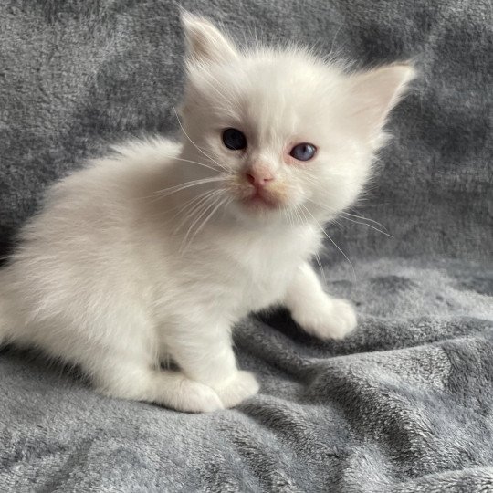 chaton Ragdoll tabby point bleu Les Ragdolls de la Croisette