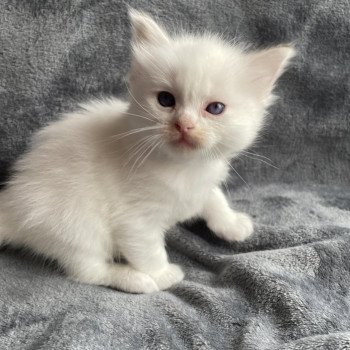 Anna De La Croisette Femelle Ragdoll