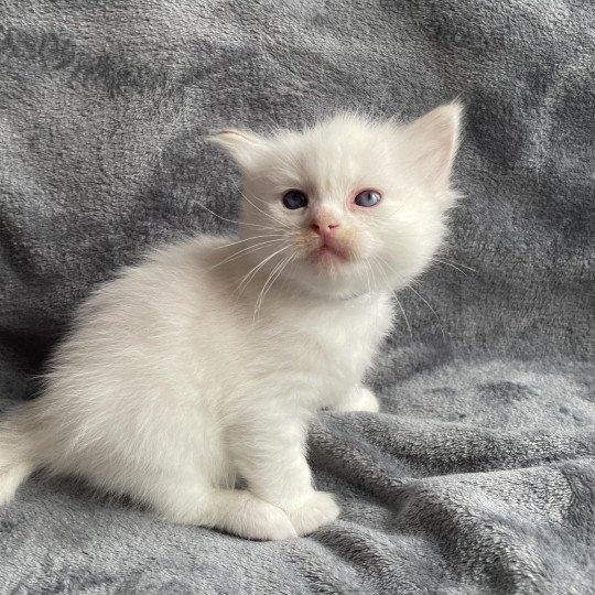 chaton Ragdoll tabby point bleu Les Ragdolls de la Croisette