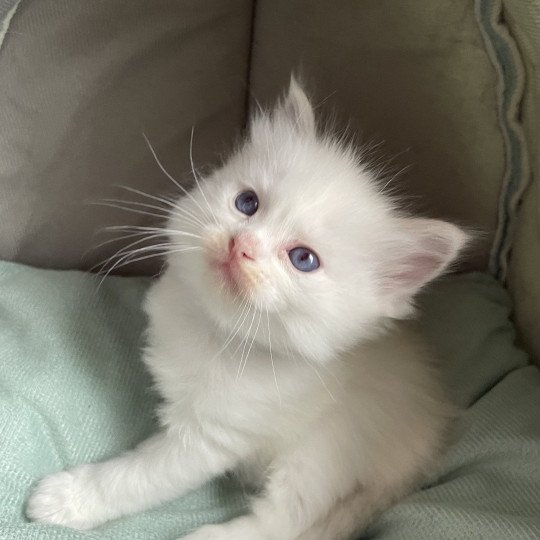 chaton Ragdoll tabby point bleu Les Ragdolls de la Croisette