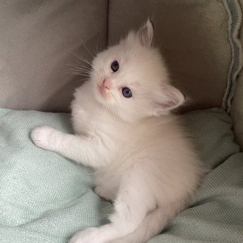 chaton Ragdoll tabby point bleu Les Ragdolls de la Croisette chaton Ragdoll tabby point bleu Les Ragdolls de la Croisette