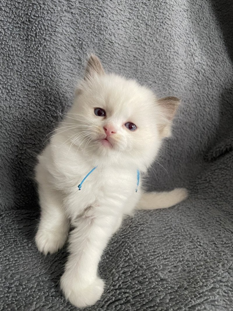 bleu De La Croisette Mâle Ragdoll