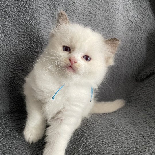 chaton Ragdoll chocolate point bicolor bleu Les Ragdolls de la Croisette