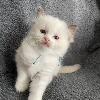 chaton Ragdoll chocolate point bicolor bleu Les Ragdolls de la Croisette chaton Ragdoll chocolate point bicolor bleu Les Ragdolls de la Croisette