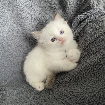 chaton Ragdoll chocolate point bicolor bleu Les Ragdolls de la Croisette chaton Ragdoll chocolate point bicolor bleu Les Ragdolls de la Croisette