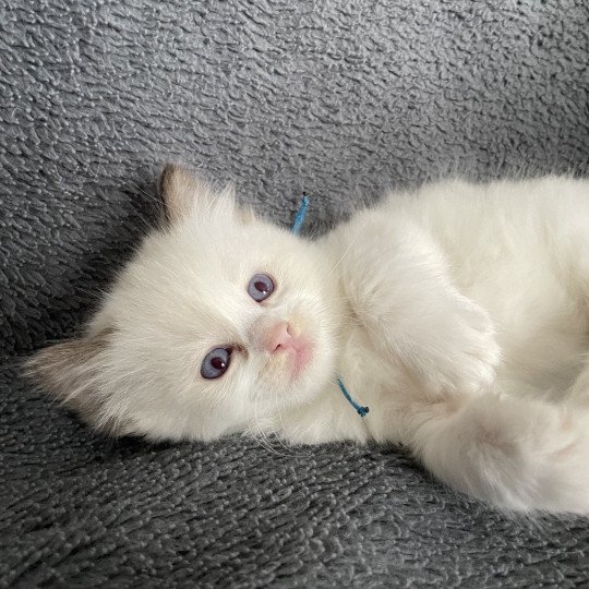 chaton Ragdoll chocolate point bicolor bleu Les Ragdolls de la Croisette