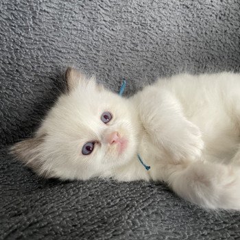 chaton Ragdoll chocolate point bicolor bleu Les Ragdolls de la Croisette chaton Ragdoll chocolate point bicolor bleu Les Ragdolls de la Croisette