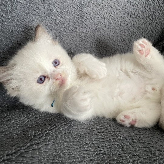 chaton Ragdoll chocolate point bicolor bleu Les Ragdolls de la Croisette