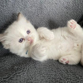 chaton Ragdoll chocolate point bicolor bleu Les Ragdolls de la Croisette chaton Ragdoll chocolate point bicolor bleu Les Ragdolls de la Croisette