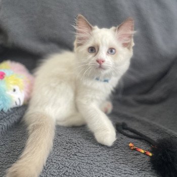 chaton Ragdoll chocolate point bicolor Arry- Blue Les Ragdolls de la Croisette chaton Ragdoll chocolate point bicolor Arry- Blue Les Ragdolls de la Croisette
