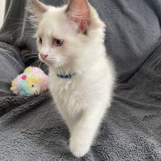 chaton Ragdoll chocolate point bicolor Arry- Blue Les Ragdolls de la Croisette