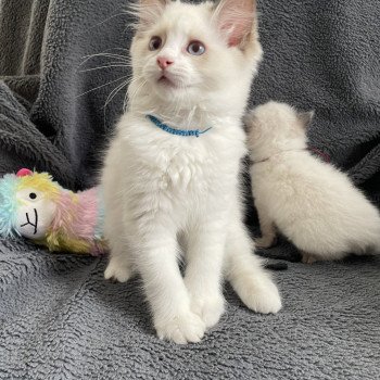 chaton Ragdoll chocolate point bicolor Arry- Blue Les Ragdolls de la Croisette chaton Ragdoll chocolate point bicolor Arry- Blue Les Ragdolls de la Croisette