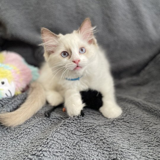 chaton Ragdoll chocolate point bicolor Arry- Blue Les Ragdolls de la Croisette