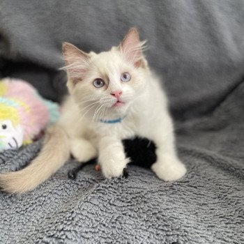 chaton Ragdoll chocolate point bicolor Arry- Blue Les Ragdolls de la Croisette chaton Ragdoll chocolate point bicolor Arry- Blue Les Ragdolls de la Croisette