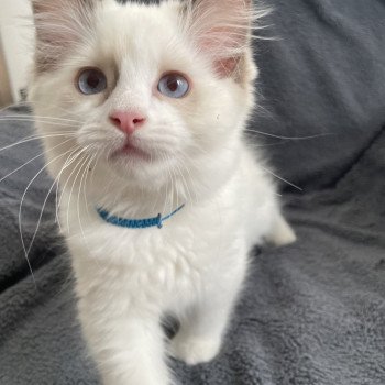 chaton Ragdoll chocolate point bicolor Arry- Blue Les Ragdolls de la Croisette chaton Ragdoll chocolate point bicolor Arry- Blue Les Ragdolls de la Croisette
