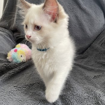chaton Ragdoll chocolate point bicolor Arry- Blue Les Ragdolls de la Croisette chaton Ragdoll chocolate point bicolor Arry- Blue Les Ragdolls de la Croisette