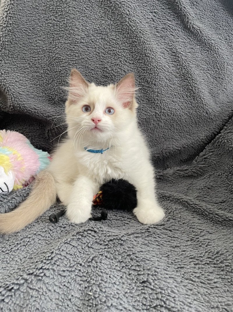 Arry- Blue De La Croisette Mâle Ragdoll