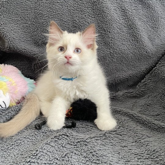 Arry- Blue De La Croisette Mâle Ragdoll