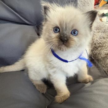 chaton Ragdoll seal point bleu Les Ragdolls de la Croisette