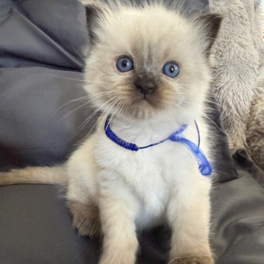 chaton Ragdoll seal point bleu Les Ragdolls de la Croisette