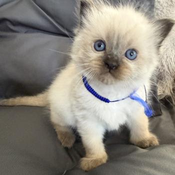 chaton Ragdoll seal point bleu Les Ragdolls de la Croisette
