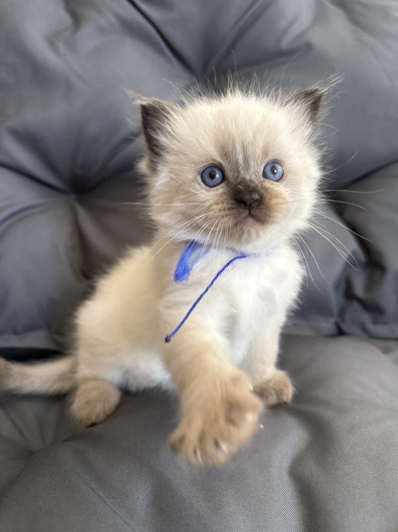 bleu De La Croisette Mâle Ragdoll