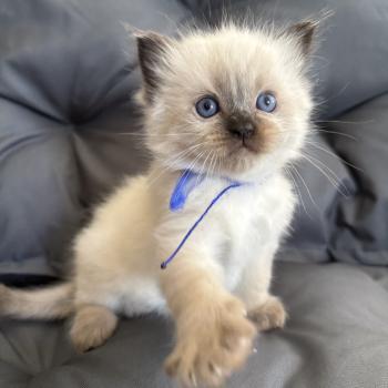 chaton Ragdoll seal point bleu Les Ragdolls de la Croisette