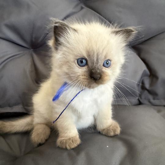 chaton Ragdoll seal point bleu Les Ragdolls de la Croisette