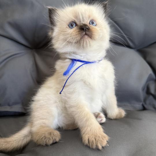 chaton Ragdoll seal point bleu Les Ragdolls de la Croisette
