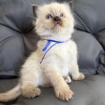 chaton Ragdoll seal point bleu Les Ragdolls de la Croisette