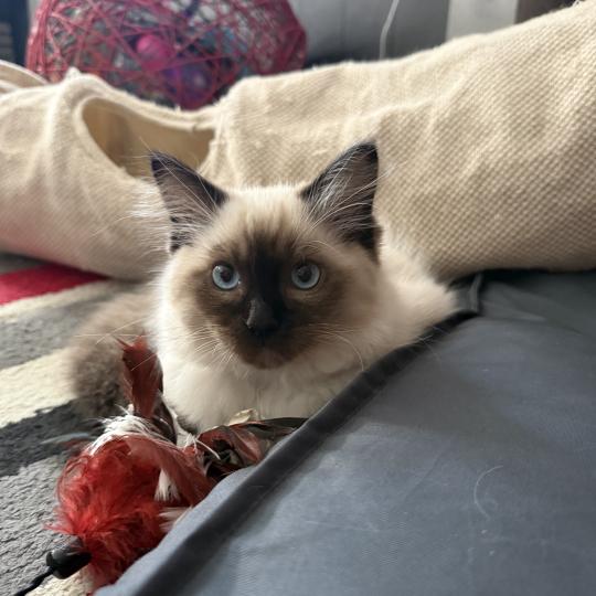 chaton Ragdoll seal point Baloo bleu Les Ragdolls de la Croisette