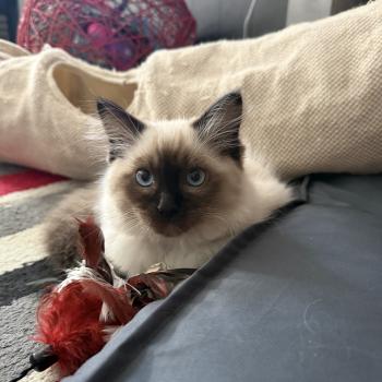 chaton Ragdoll seal point Baloo bleu Les Ragdolls de la Croisette