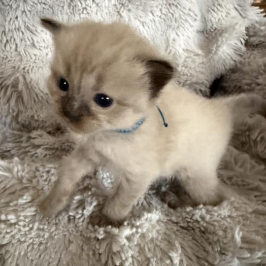 chaton Ragdoll bleu Les Ragdolls de la Croisette