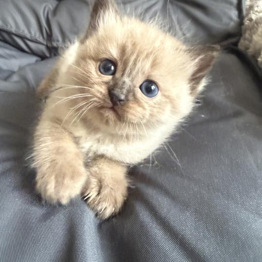 chaton Ragdoll bleu Les Ragdolls de la Croisette