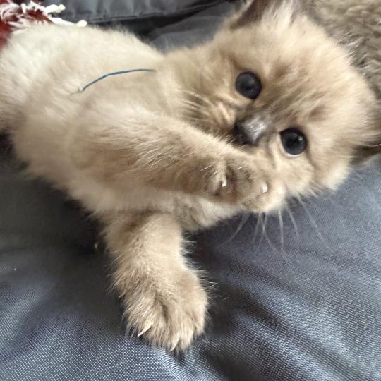 chaton Ragdoll bleu Les Ragdolls de la Croisette