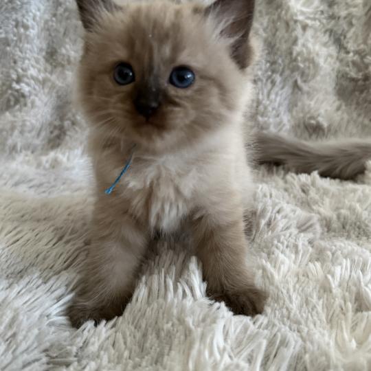 chaton Cherubim seal mink point bleu Les Ragdolls de la Croisette