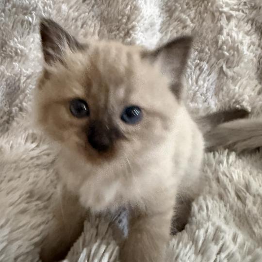 chaton Cherubim seal mink point bleu Les Ragdolls de la Croisette