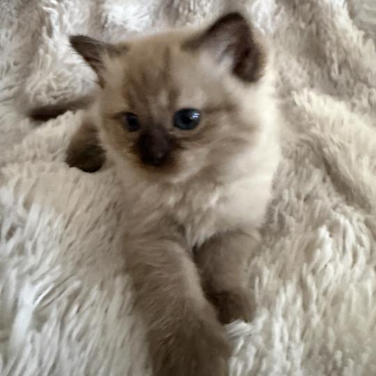 chaton Cherubim seal mink point bleu Les Ragdolls de la Croisette