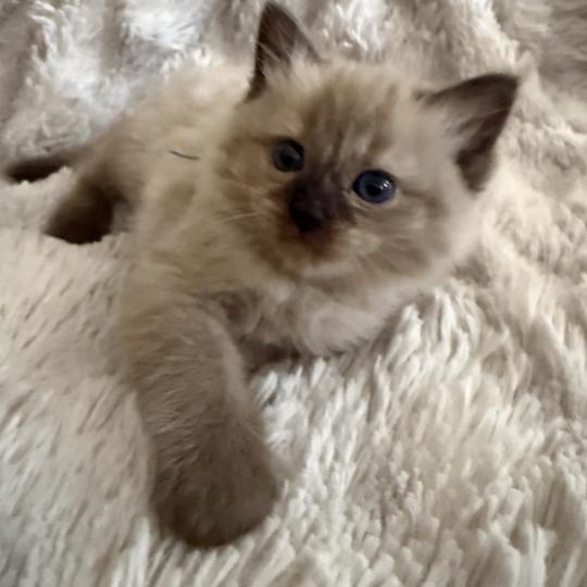 chaton Cherubim seal mink point bleu Les Ragdolls de la Croisette