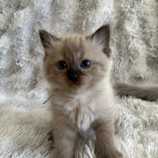 chaton Cherubim seal mink point bleu Les Ragdolls de la Croisette