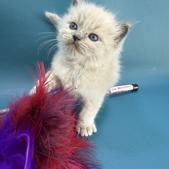 chaton Ragdoll Bleu ciel Les Ragdolls de la Croisette