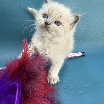chaton Ragdoll Bleu ciel Les Ragdolls de la Croisette