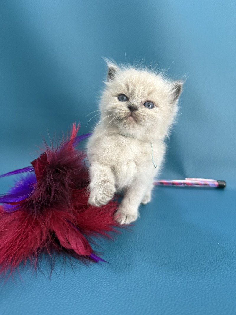 Artemus De La Croisette Mâle Ragdoll