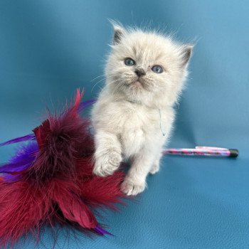 Artemus De La Croisette Mâle Ragdoll