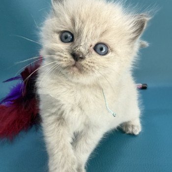 chaton Ragdoll Bleu ciel Les Ragdolls de la Croisette